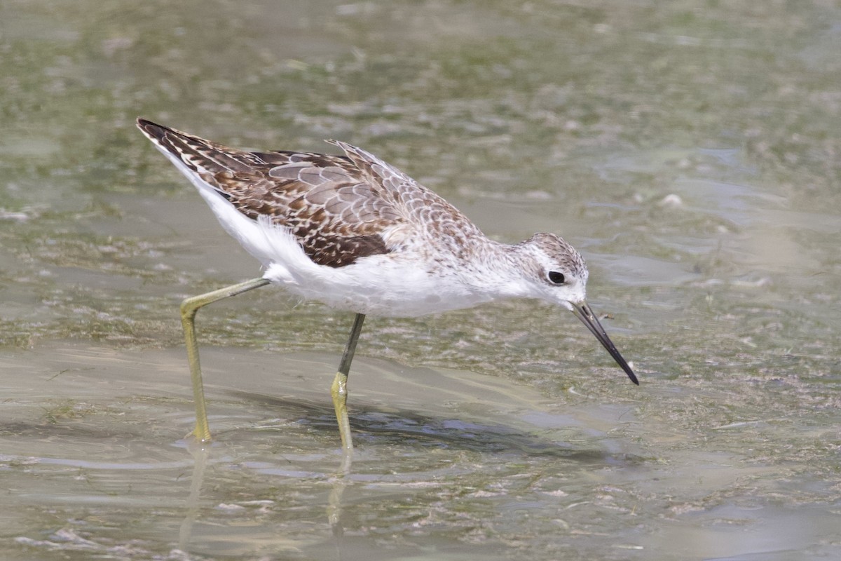 Marsh Sandpiper - ML623971714