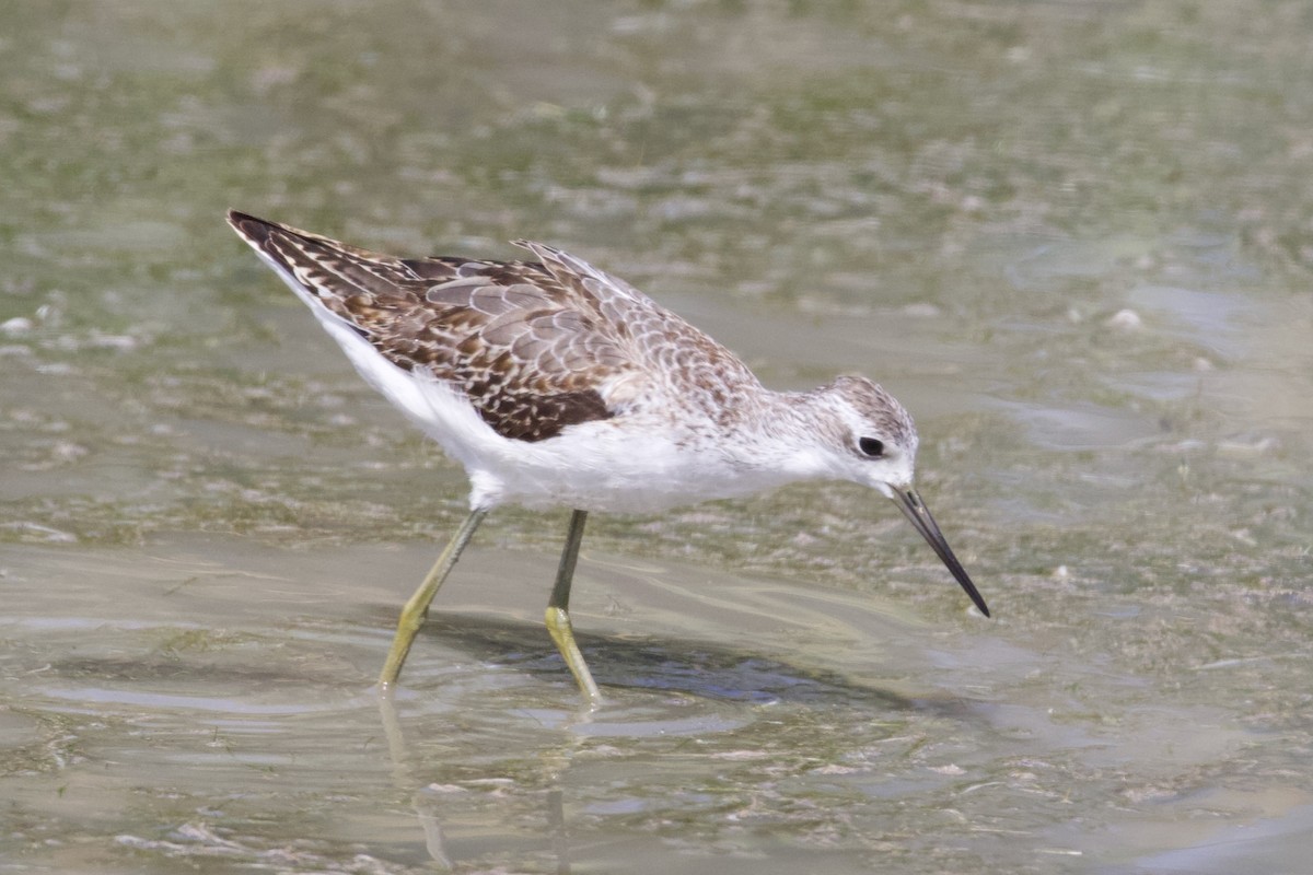 Marsh Sandpiper - ML623971715