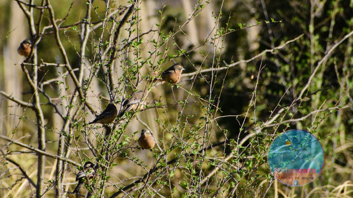 Cinnamon Warbling Finch - ML623971721