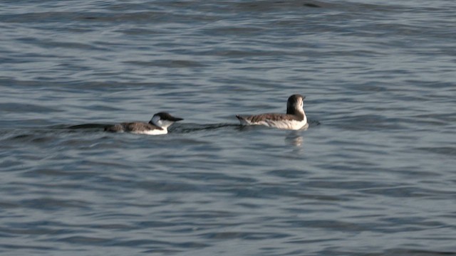 Common Murre - ML623971729