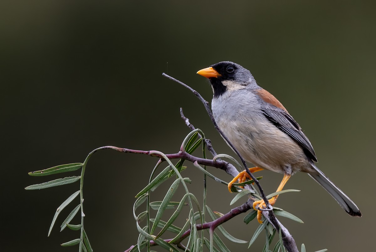 Buff-bridled Inca-Finch - ML623971745