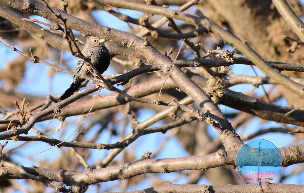 Carbonated Sierra Finch - ML623971758