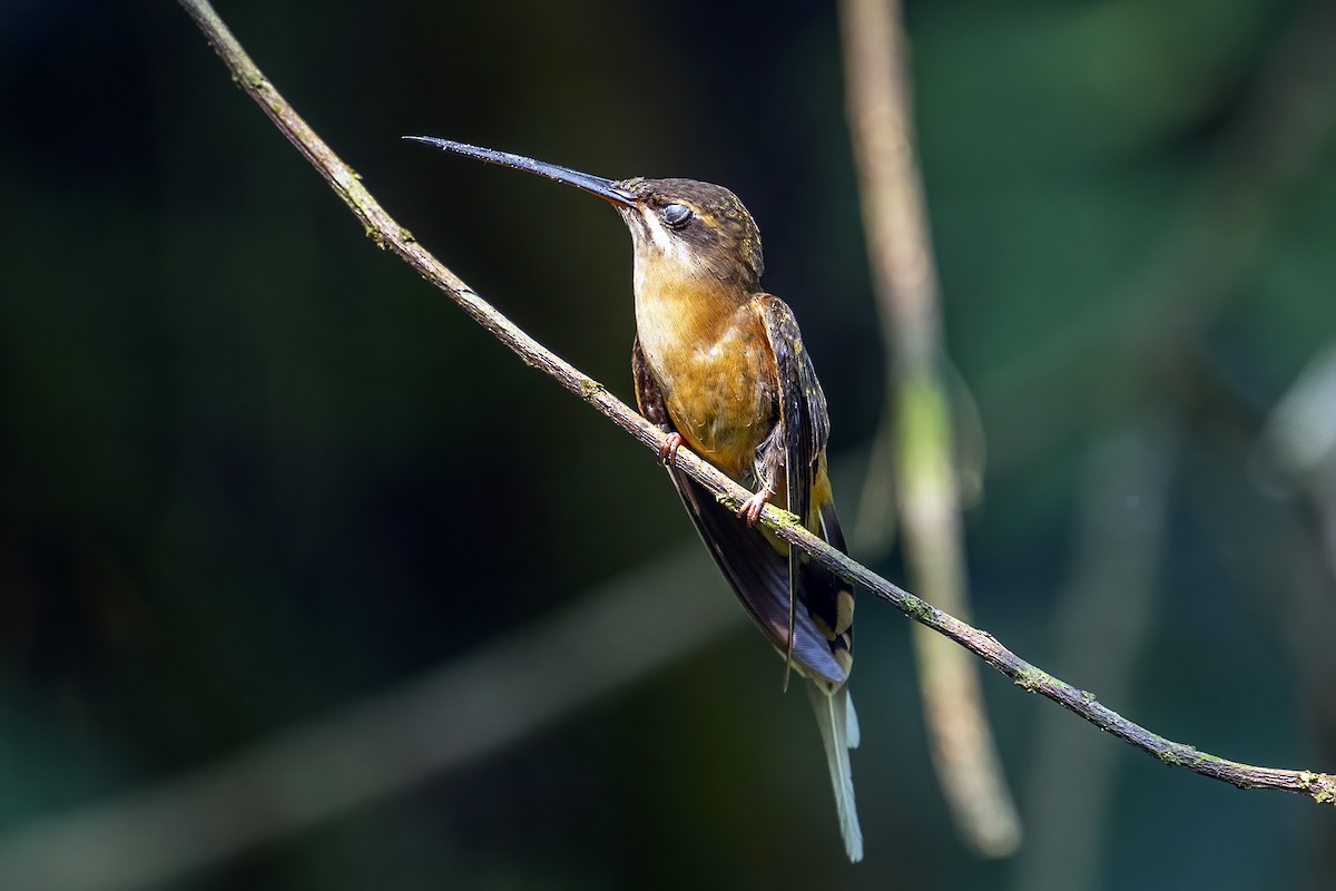 Koepcke's Hermit - ML623971760