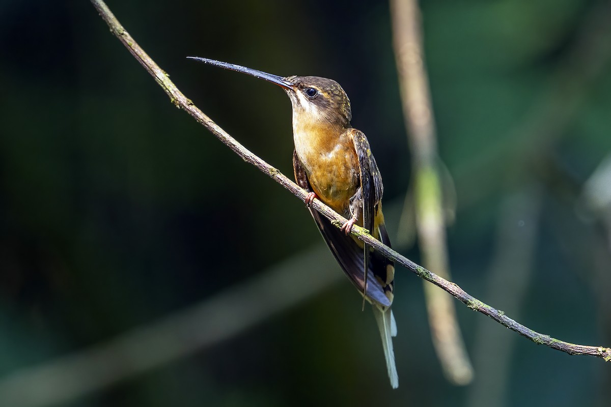 Koepcke's Hermit - ML623971761