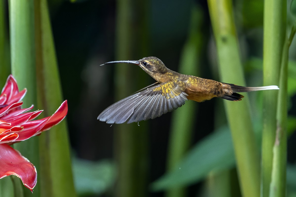 Koepckeschattenkolibri - ML623971762