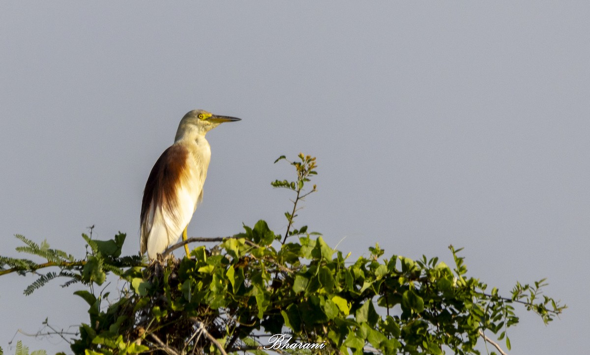 Indian Pond-Heron - ML623971767