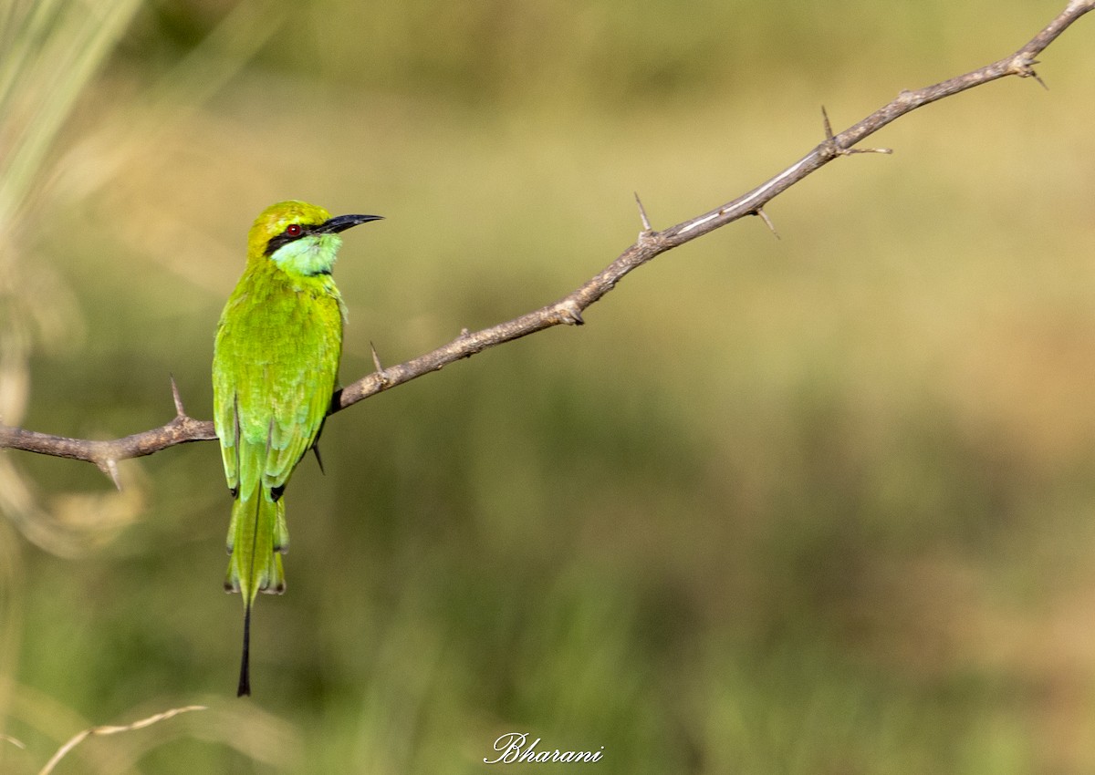 Abejaruco Esmeralda Oriental - ML623971782