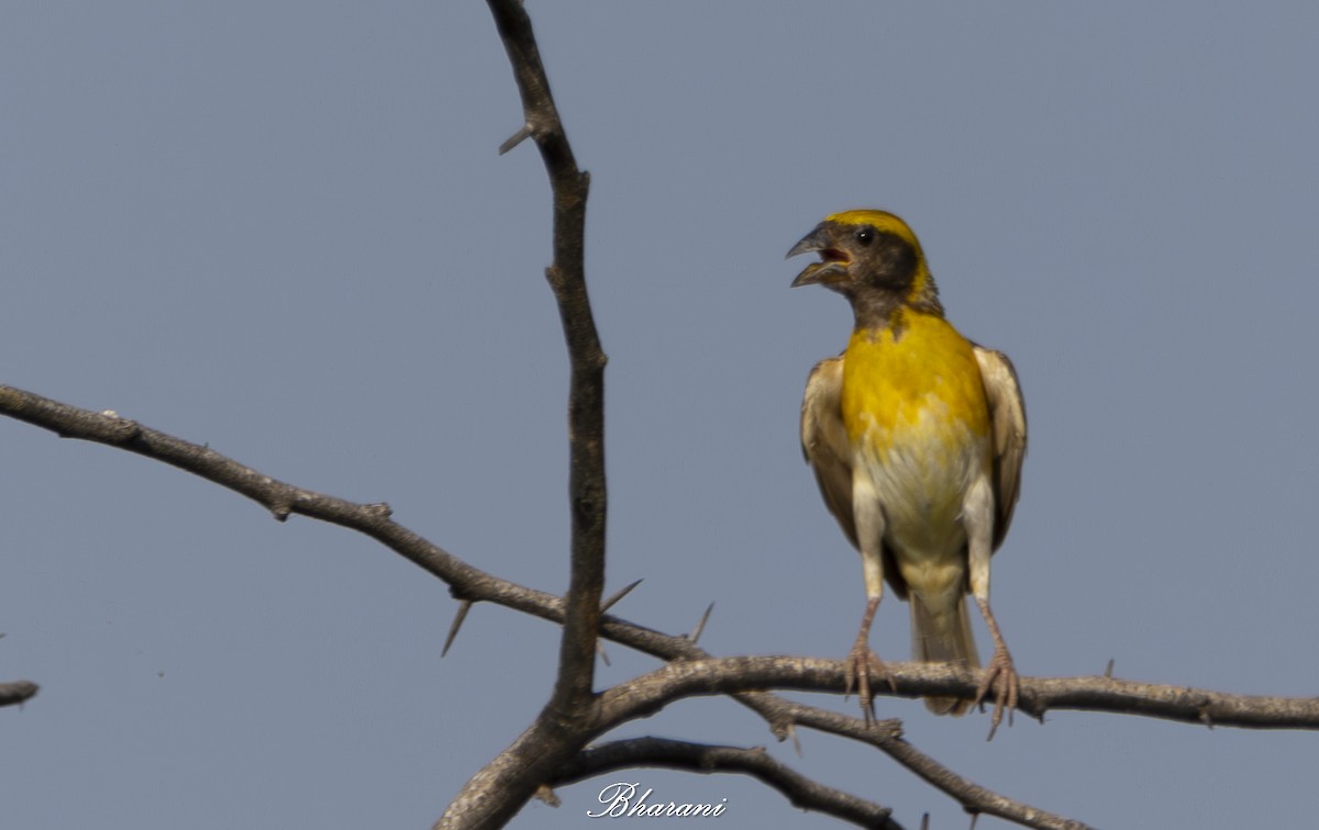 Baya Weaver - ML623971791