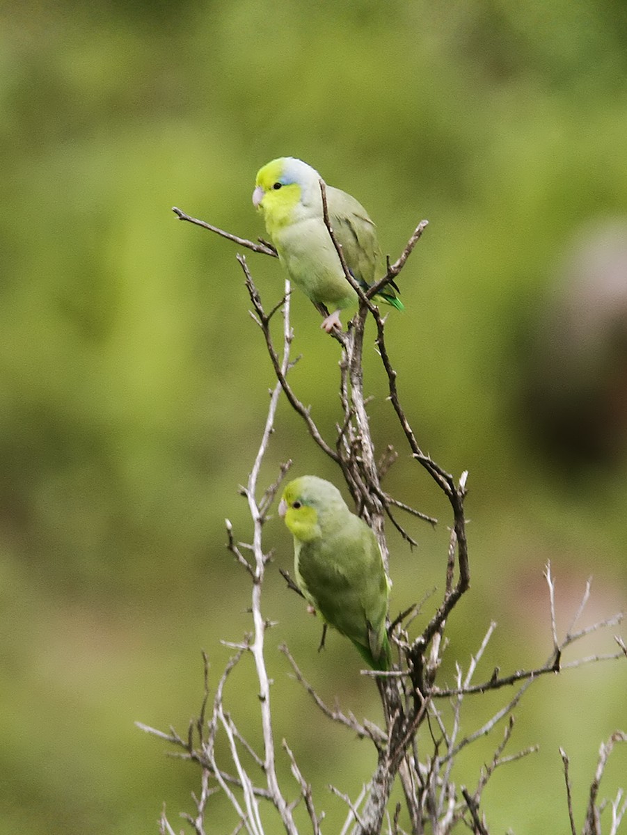 Pacific Parrotlet - Neil Osborne