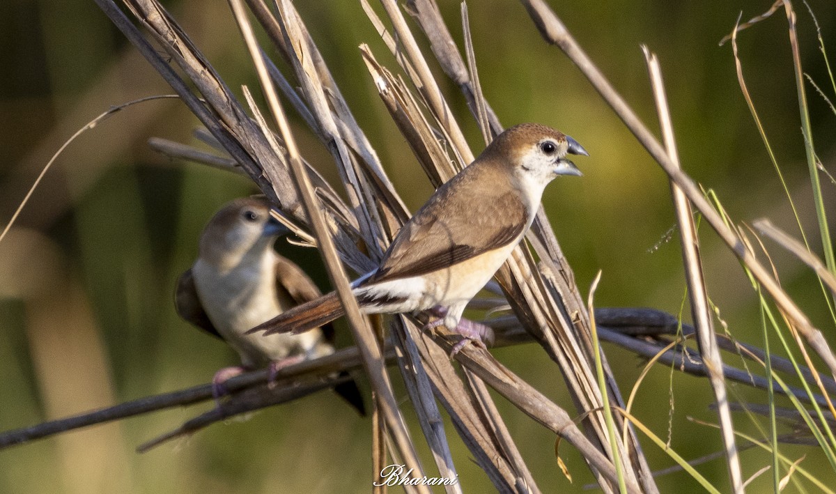 כסוף-מקור הודי - ML623971803