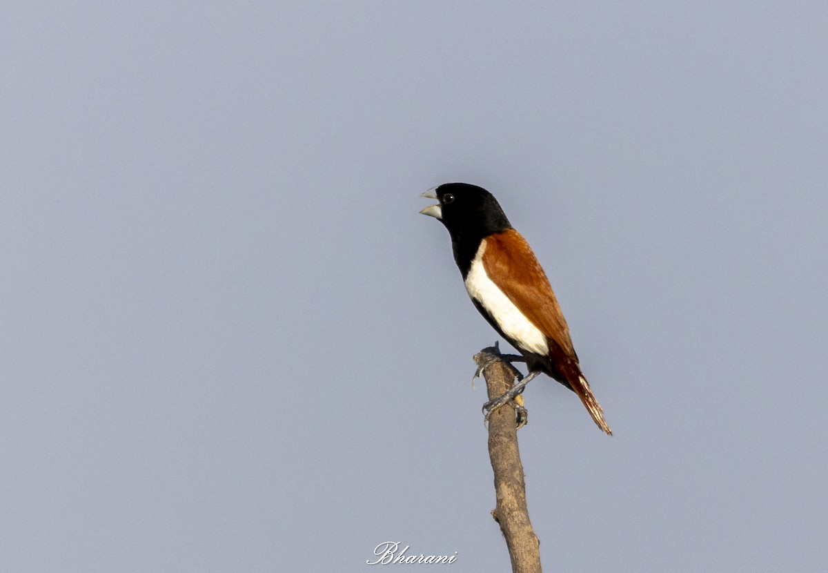 Tricolored Munia - Bharani Dharan B