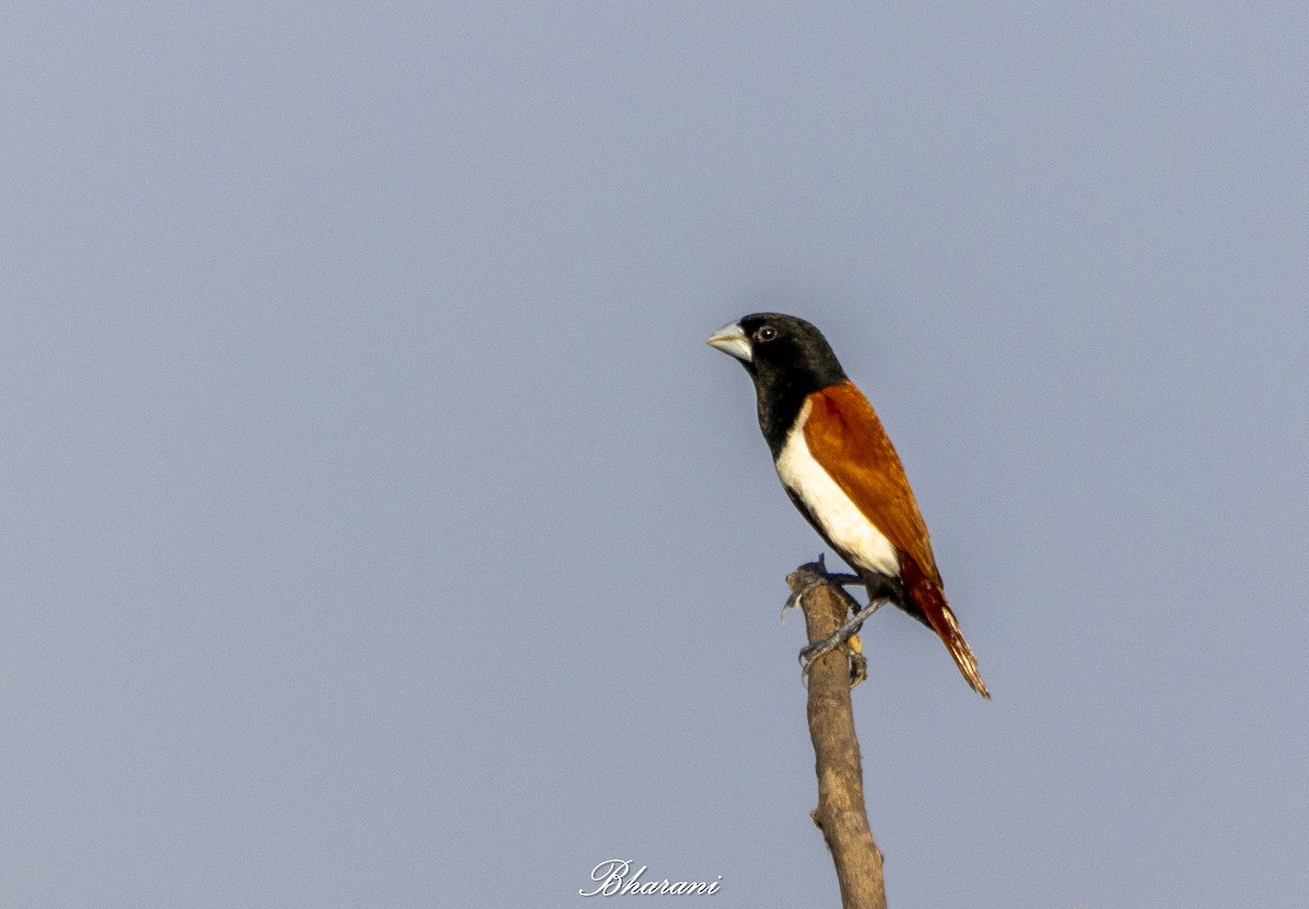 Tricolored Munia - ML623971807