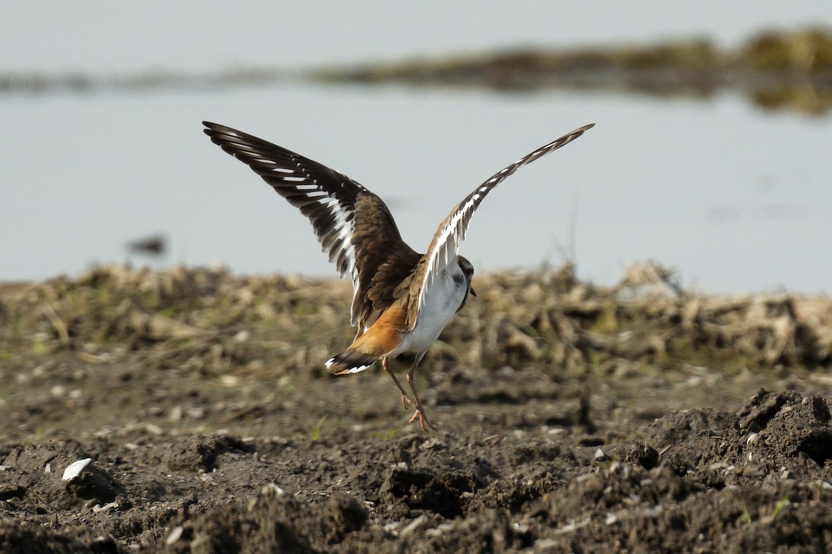 Killdeer - ML623971808