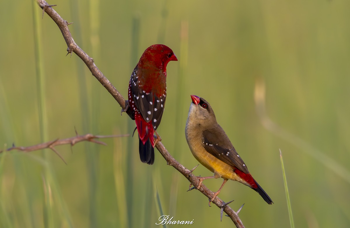 Red Avadavat - ML623971816