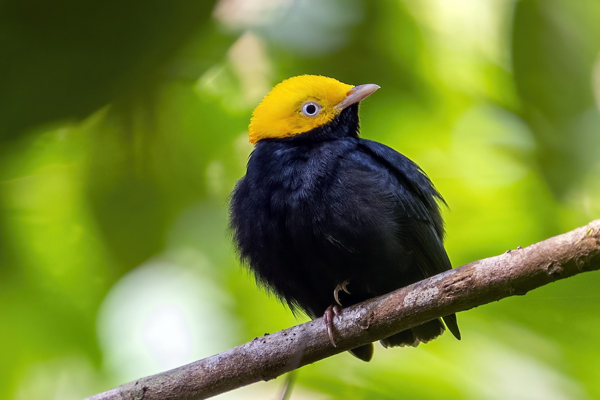 Golden-headed Manakin - ML623971822