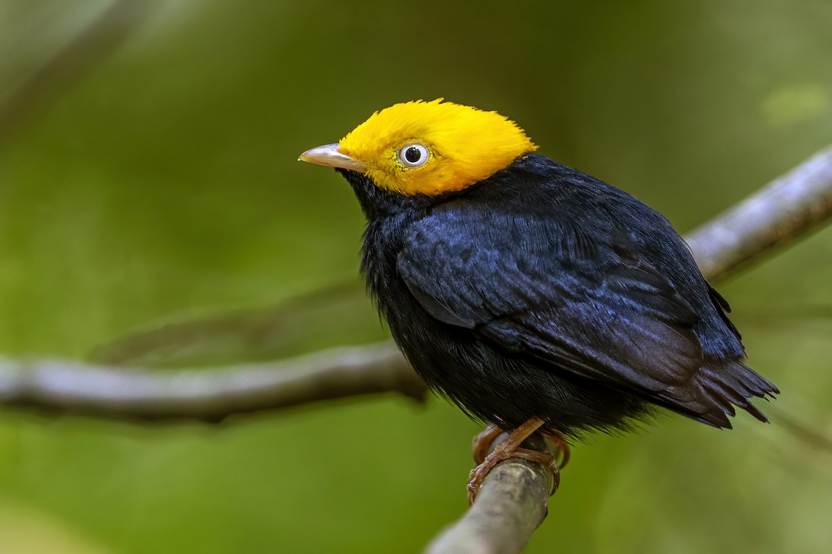 Golden-headed Manakin - ML623971823