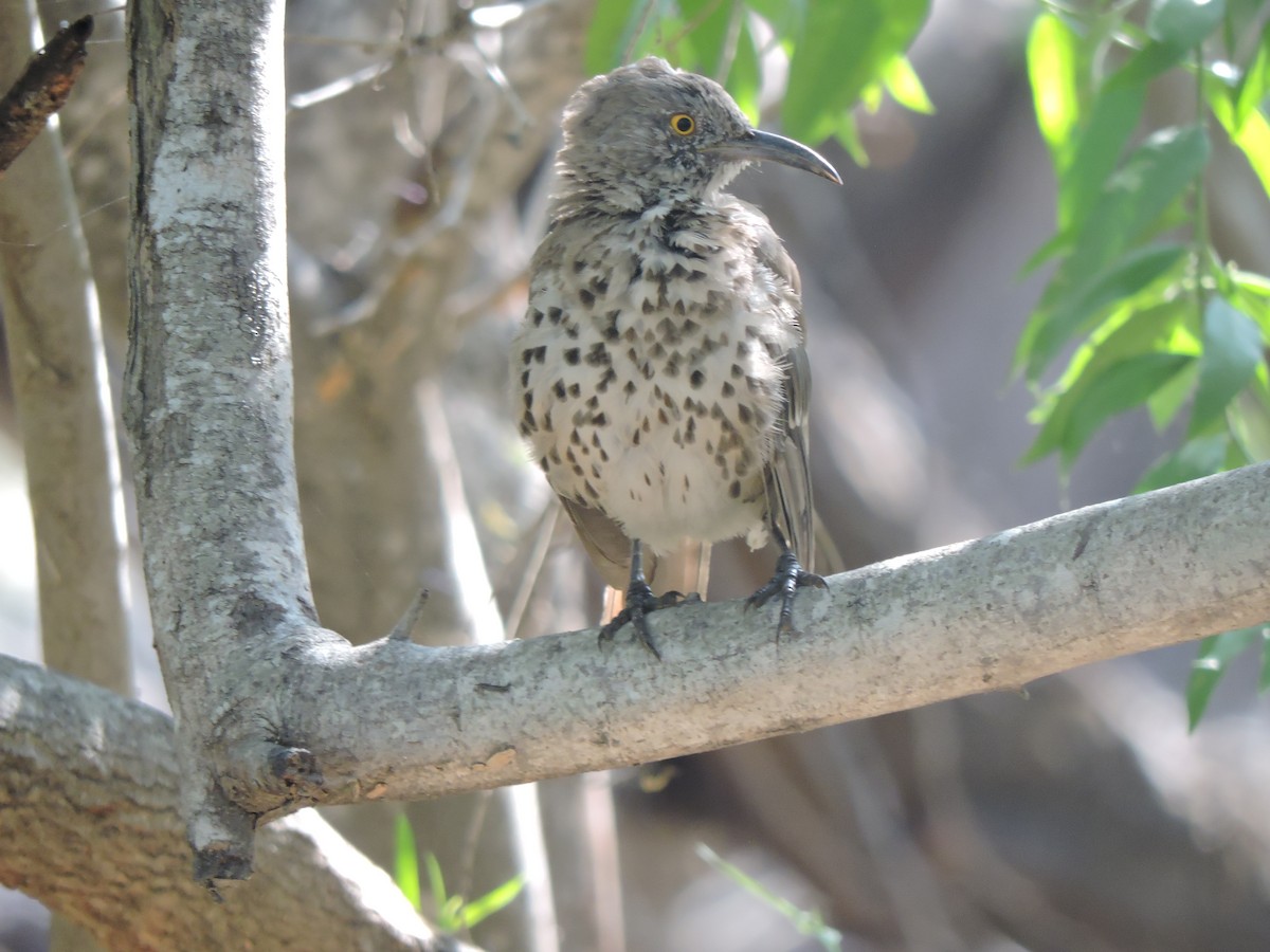 Gray Thrasher - ML623971835