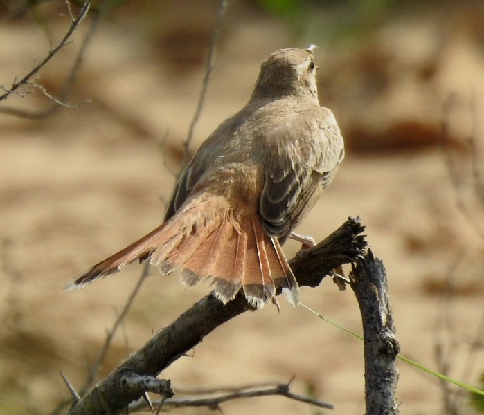 Rufous-tailed Scrub-Robin - ML623971836