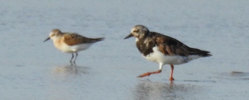 Ruddy Turnstone - ML623971875