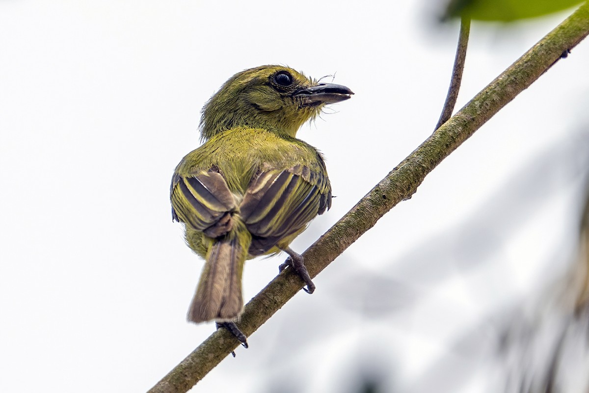 Olive-faced Flatbill - ML623971877