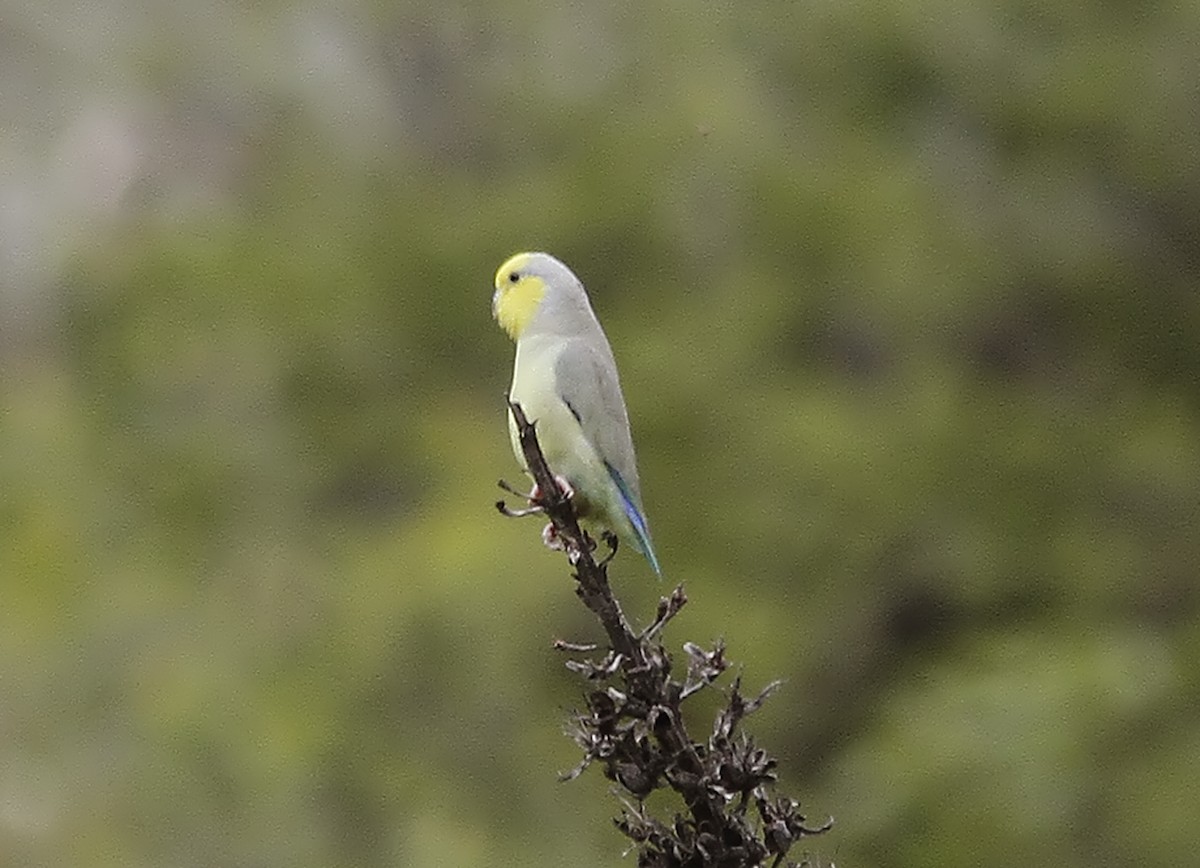 Yellow-faced Parrotlet - Neil Osborne