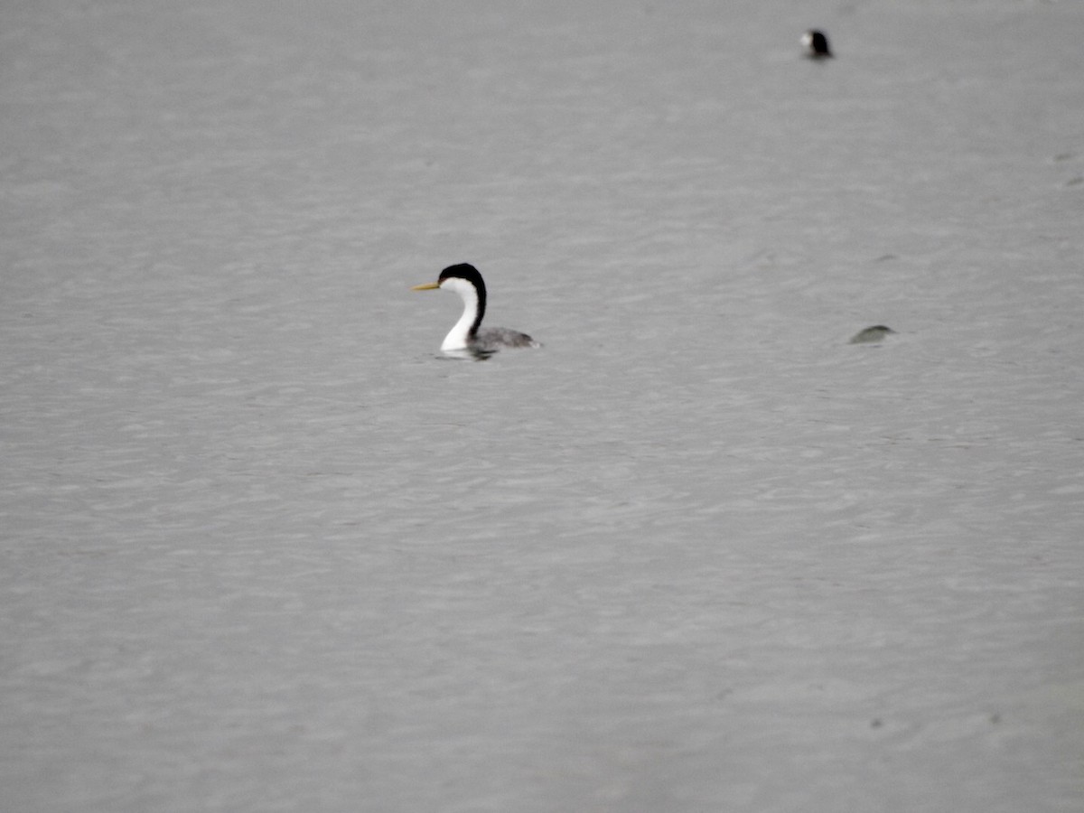 Clark's Grebe - ML623971882