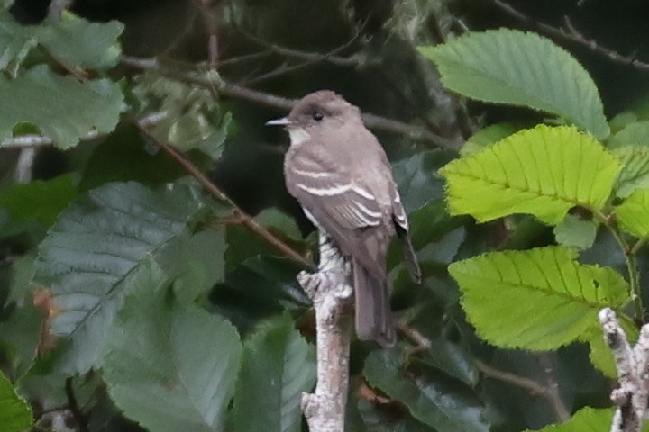 Western Wood-Pewee - ML623971888