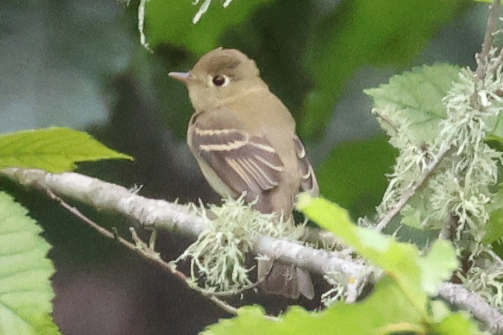 Western Flycatcher - ML623971890