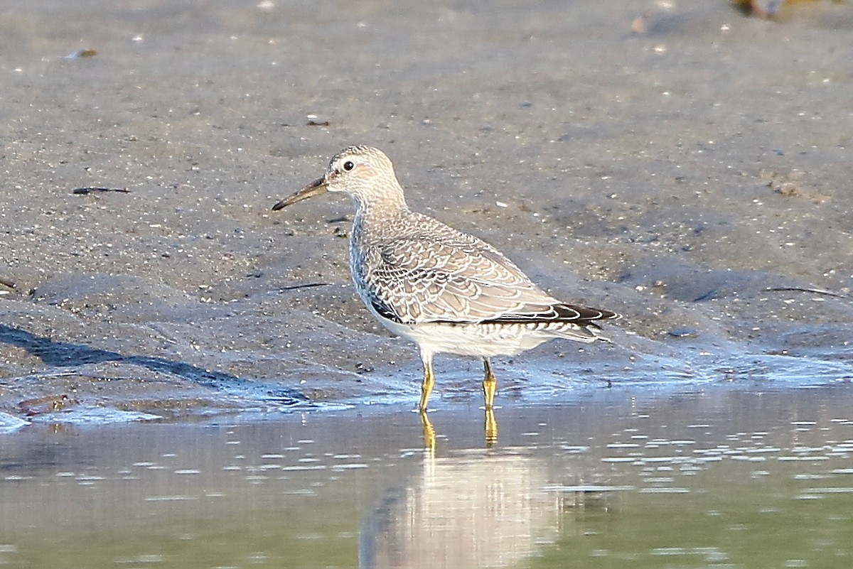 Red Knot - John King