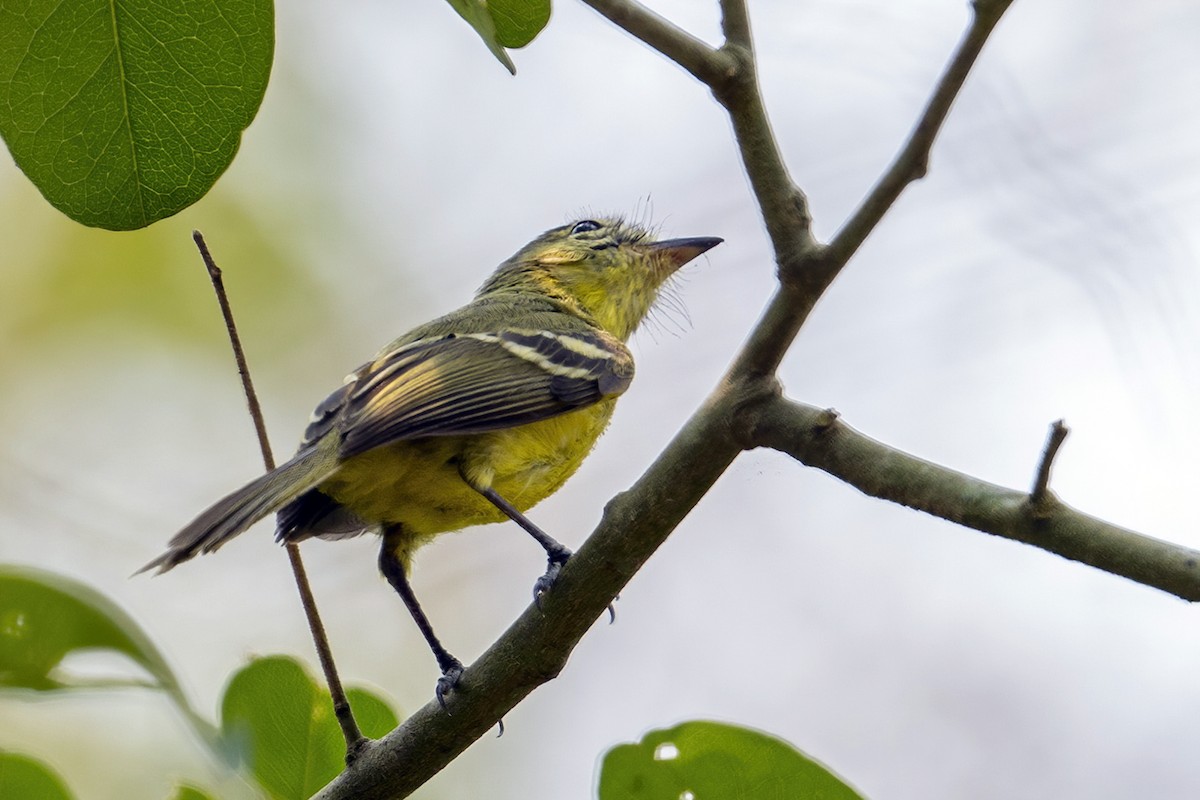 Mosquerito Amarillo - ML623971892