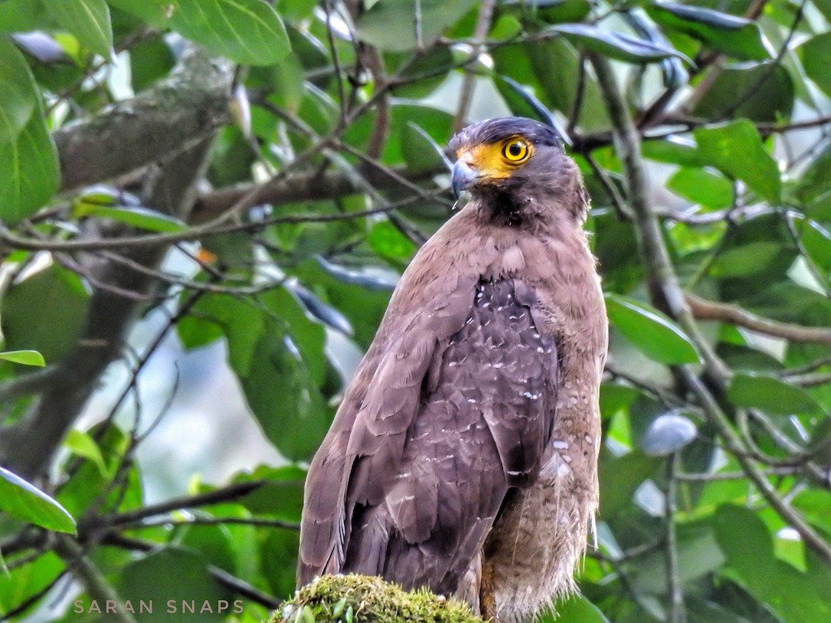 Crested Serpent-Eagle - ML623971893