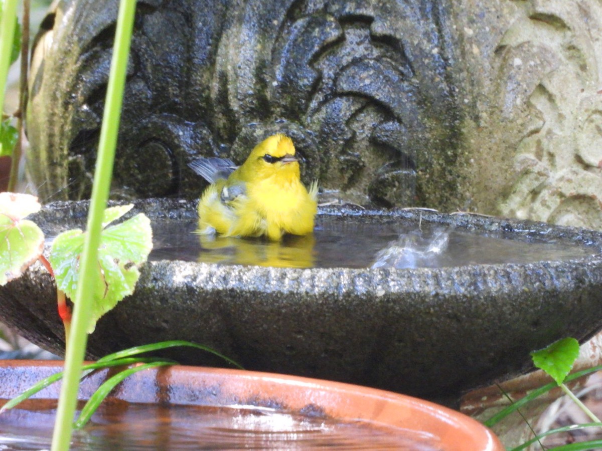 Blue-winged Warbler - P Chappell