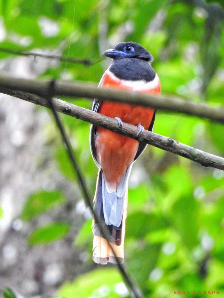 Malabar Trogon - ML623971897