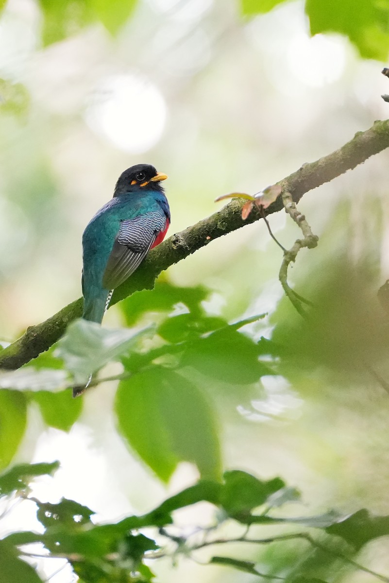 Bar-tailed Trogon - ML623971898