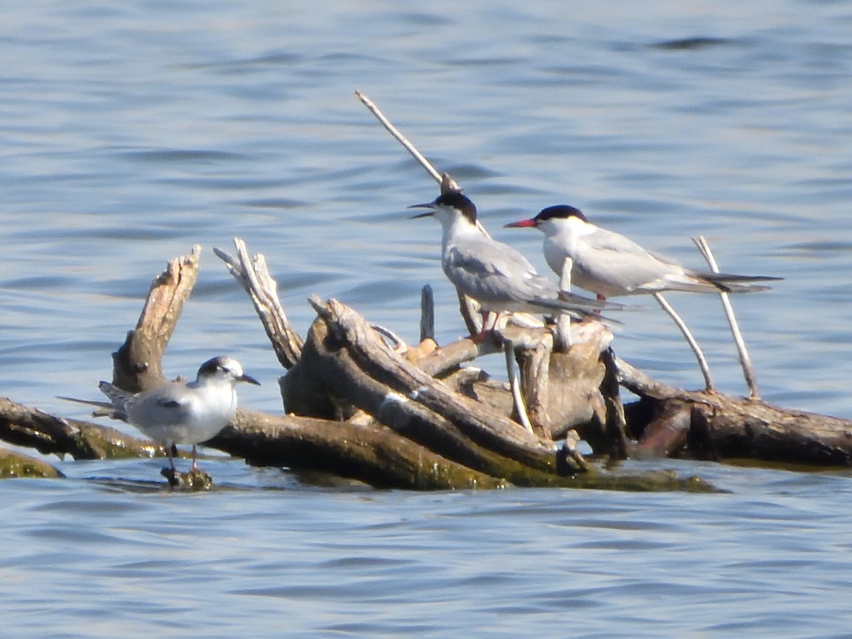 Common Tern - ML623971902