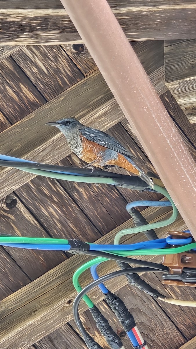 Blue Rock-Thrush - ML623971905