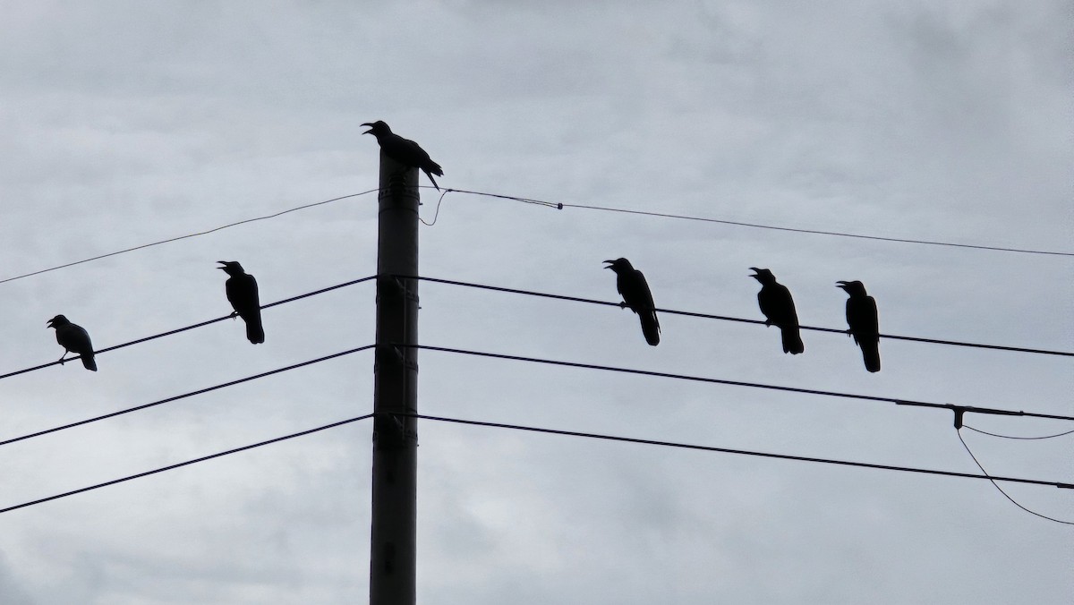 Large-billed Crow - ML623971917