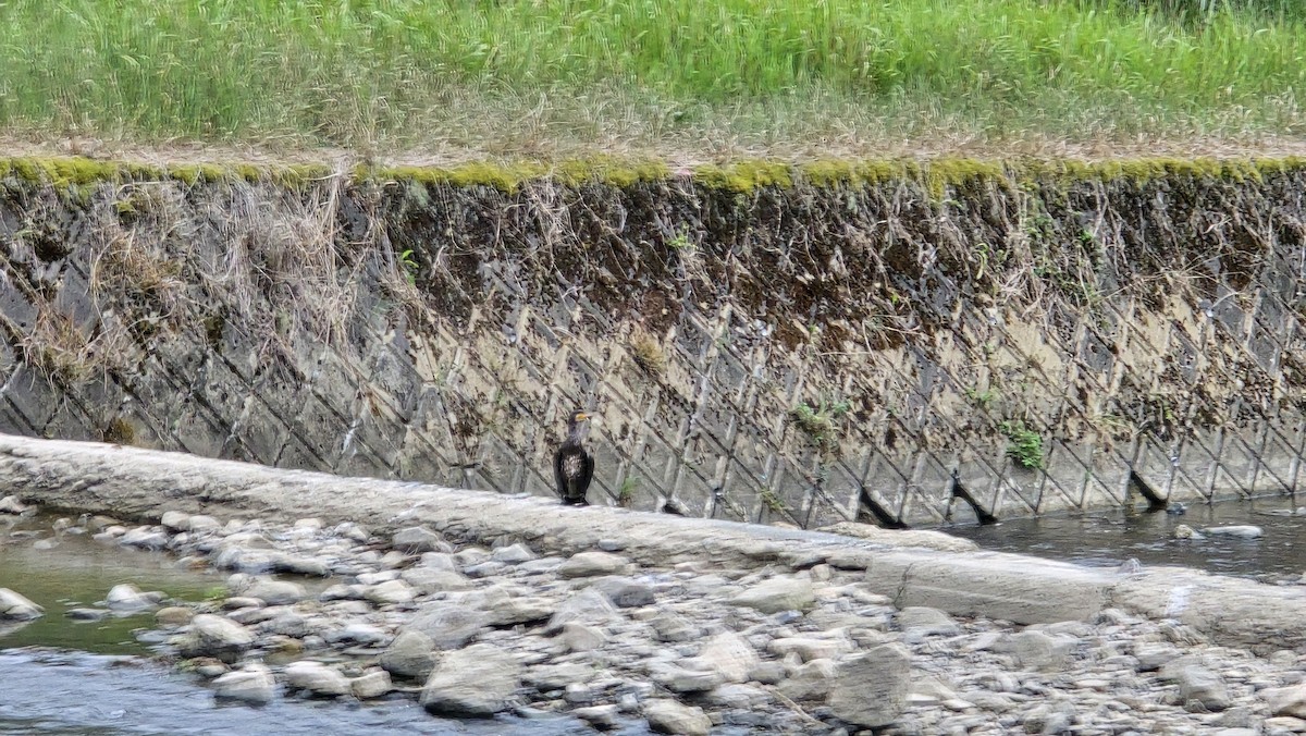 Great/Japanese Cormorant - ML623971921