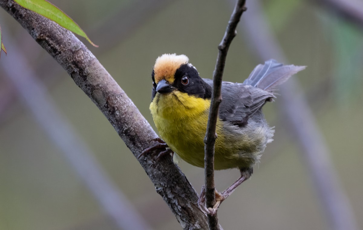 Pale-naped Brushfinch - ML623971934