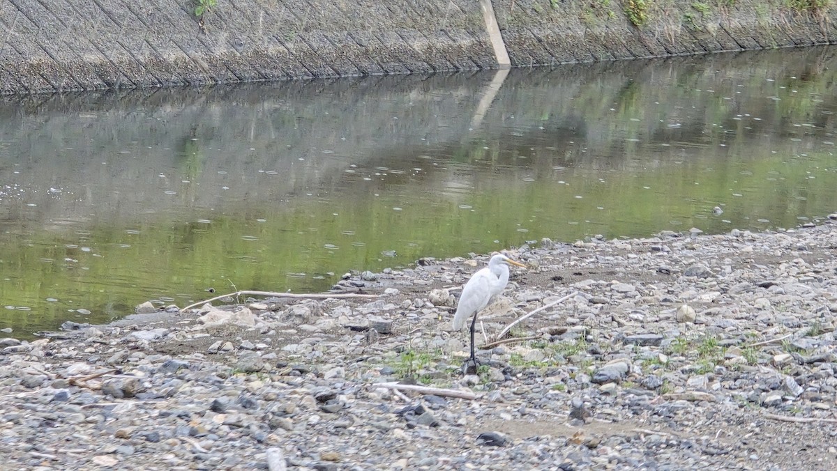 Medium Egret - ML623971941