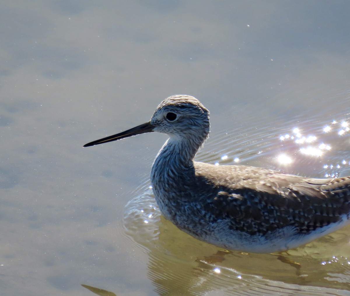 Greater Yellowlegs - ML623971942