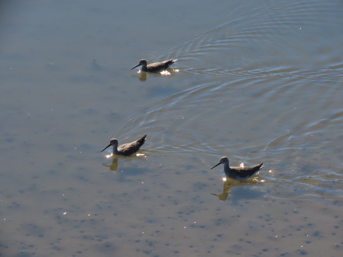 Greater Yellowlegs - ML623971943