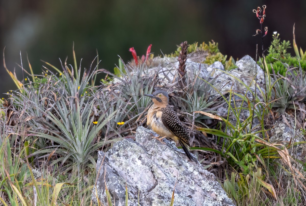 Andean Flicker - ML623971944