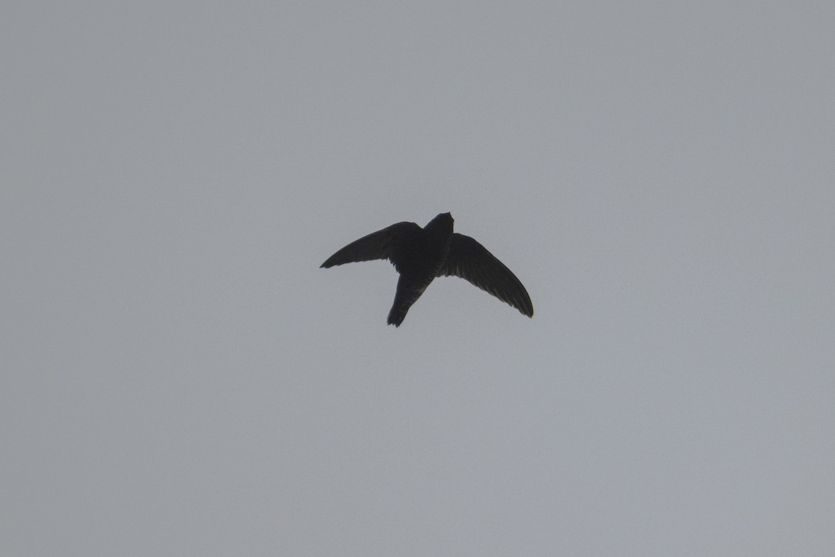 Black Swift - ML623971948