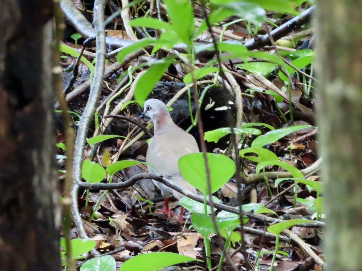 Caribbean Dove - ML623971951