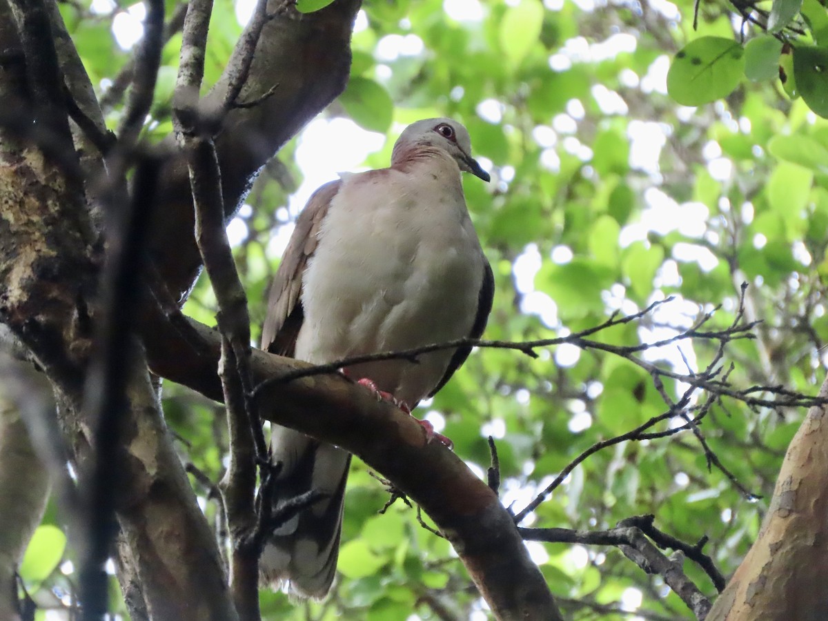 Caribbean Dove - ML623971952