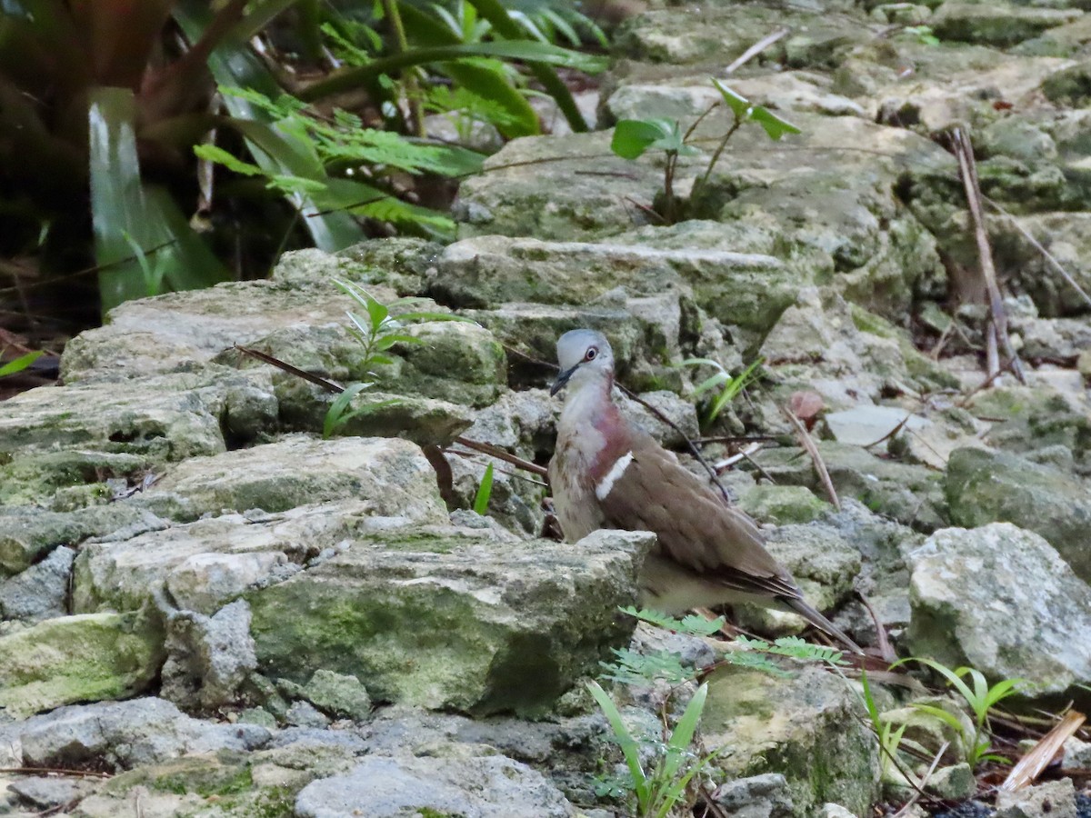 Caribbean Dove - ML623971953