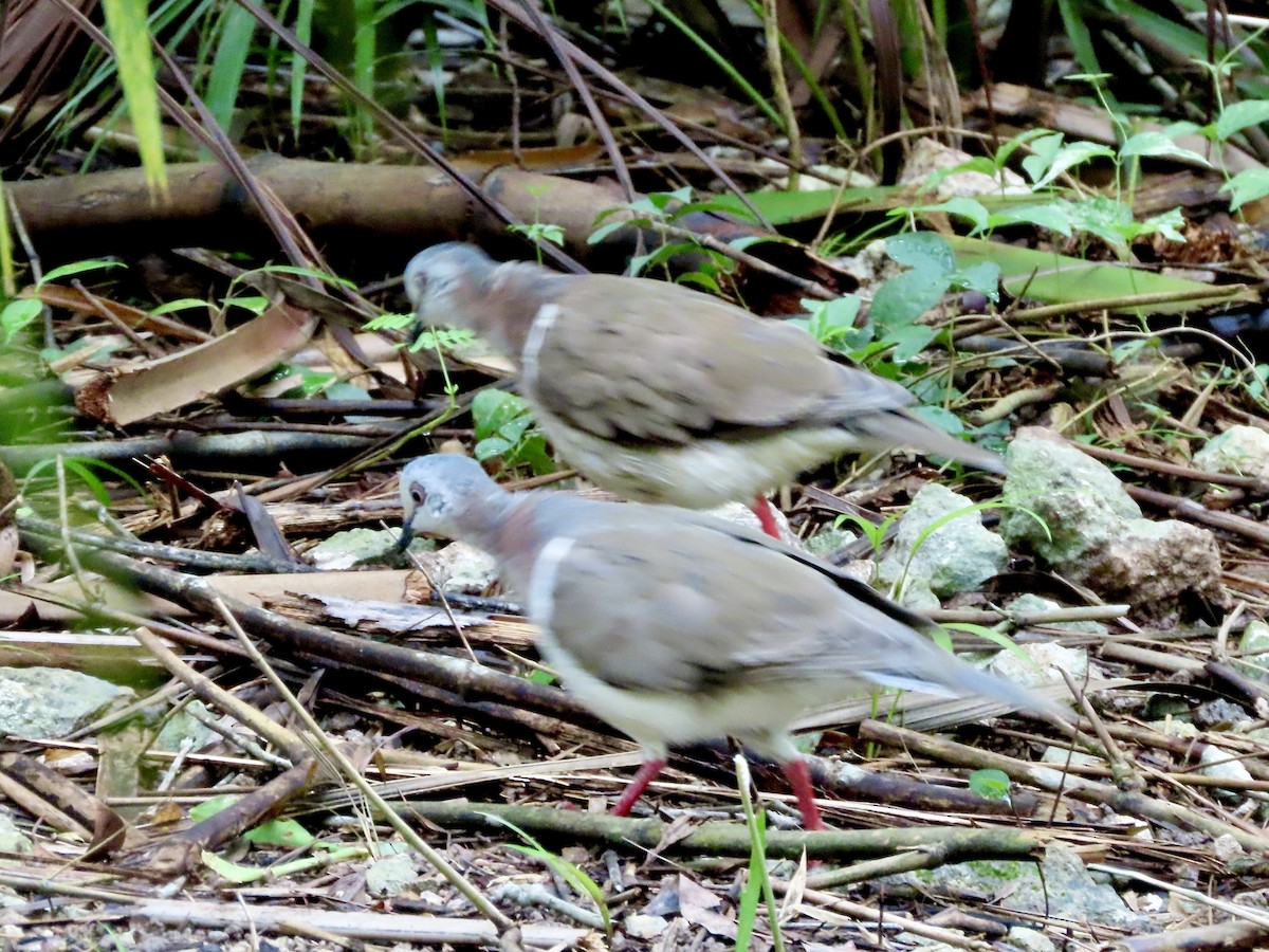 Caribbean Dove - ML623971954