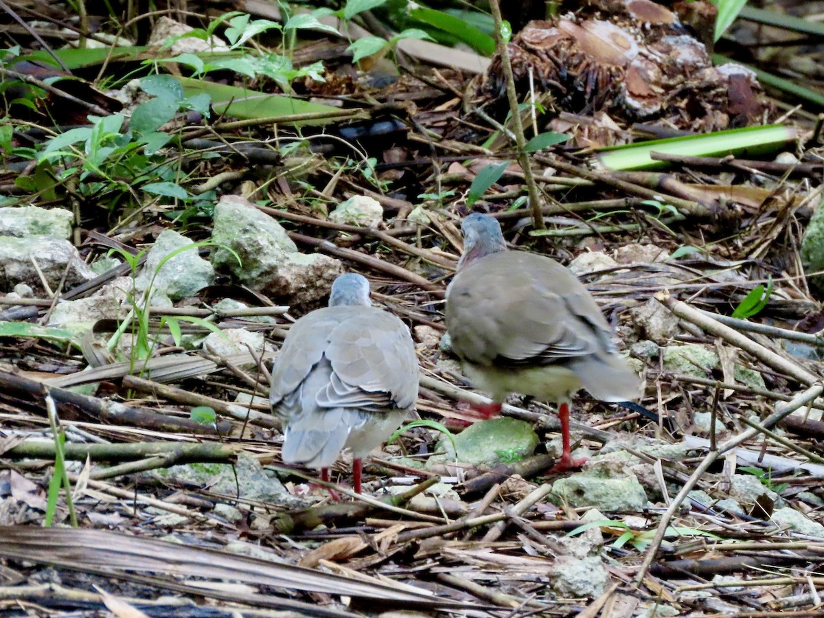 Caribbean Dove - ML623971955