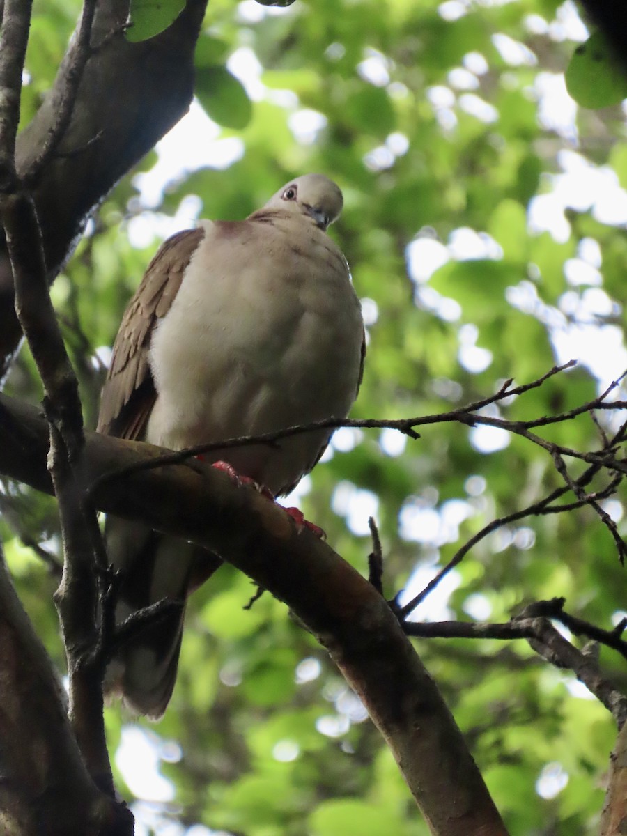 Caribbean Dove - ML623971956